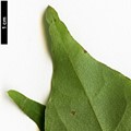SpeciesSub: subsp. ambigum SpeciesSub: subsp. ambigum